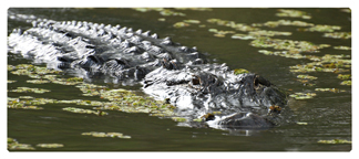 DNSEMP-L-300 Alligator